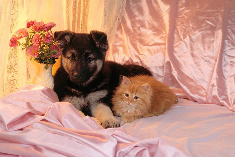 Odd Bedfellows, satin, vase, cat, bed, german shepherd, feline, alsatian, flowers, kitten, sheet, pink, puppy, dog, HD wallpaper