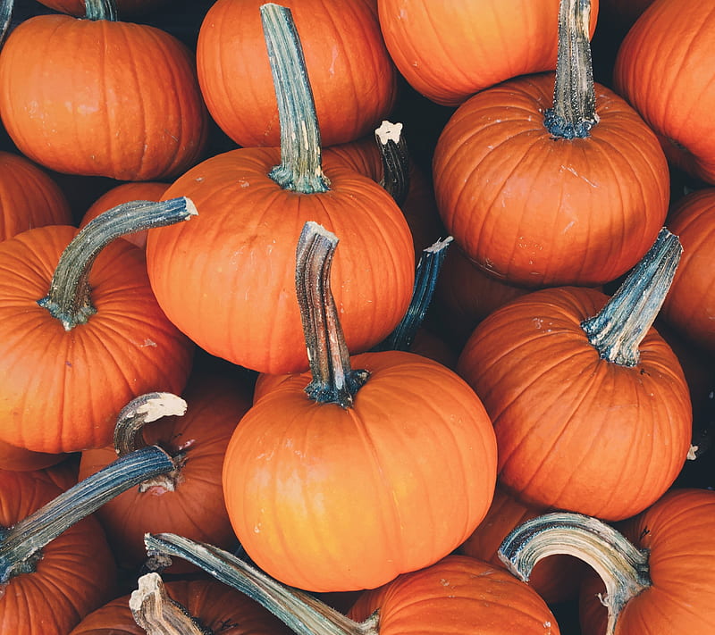Pumpkin, autumn, fall, orange, pumpkins, season, vegetable, white girl shiiit, HD wallpaper