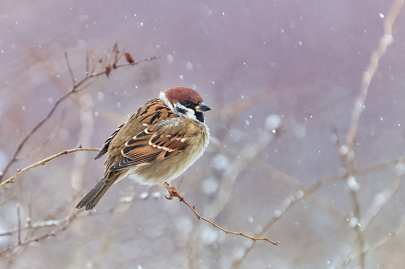 sparrow, bird, branches, snow, wildlife, HD wallpaper