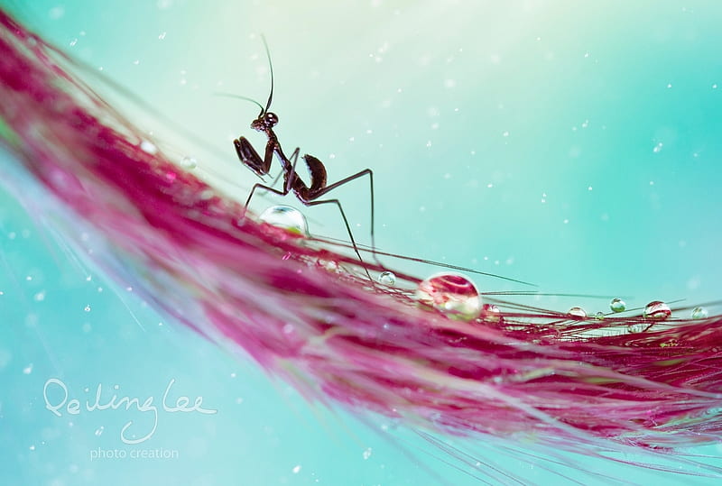 Praying Mantis, lee peiling, water drop, macro, insect, pink, blue, HD wallpaper