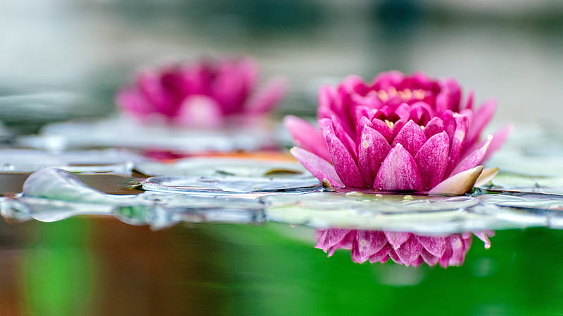 Flowers, Lotus, Flower, Nature, Pink Flower, HD wallpaper | Peakpx