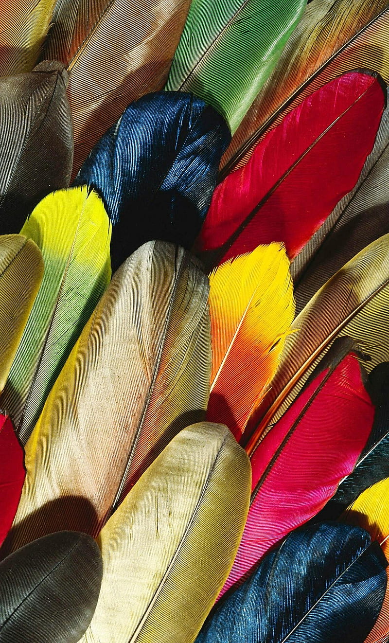 Colorful Quill, color, feathers, HD phone wallpaper