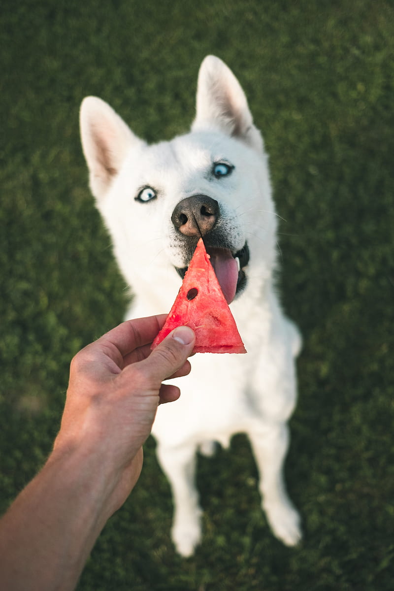 dog, husky, white, watermelon, hand, HD phone wallpaper