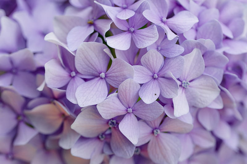 hydrangea, flowers, petals, purple, macro, HD wallpaper