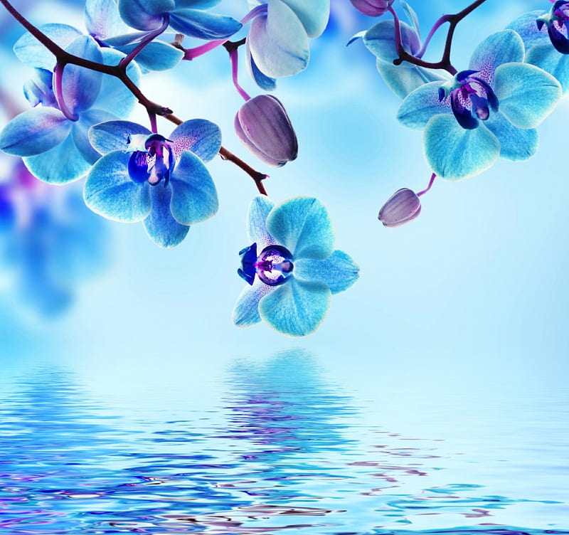 Blue Orchid, water, blossom, orchid, flowers, spring, reflection, blue, HD wallpaper