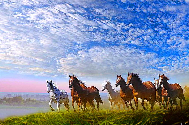 The wild bunch for Betty grass, sky, clouds, mist, horses, wild, gallop, blue, HD wallpaper