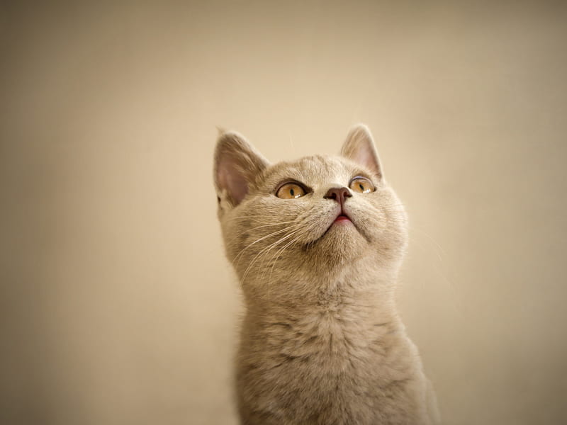 Looking up, pet, feline, cat, kitten, animal, HD wallpaper