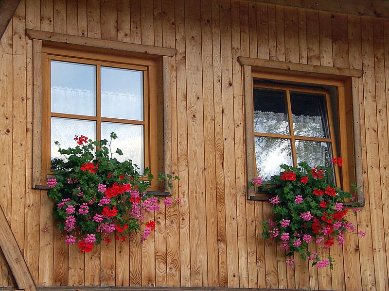 Window boxes, window, geranium, wooden house, lace curtains, HD wallpaper