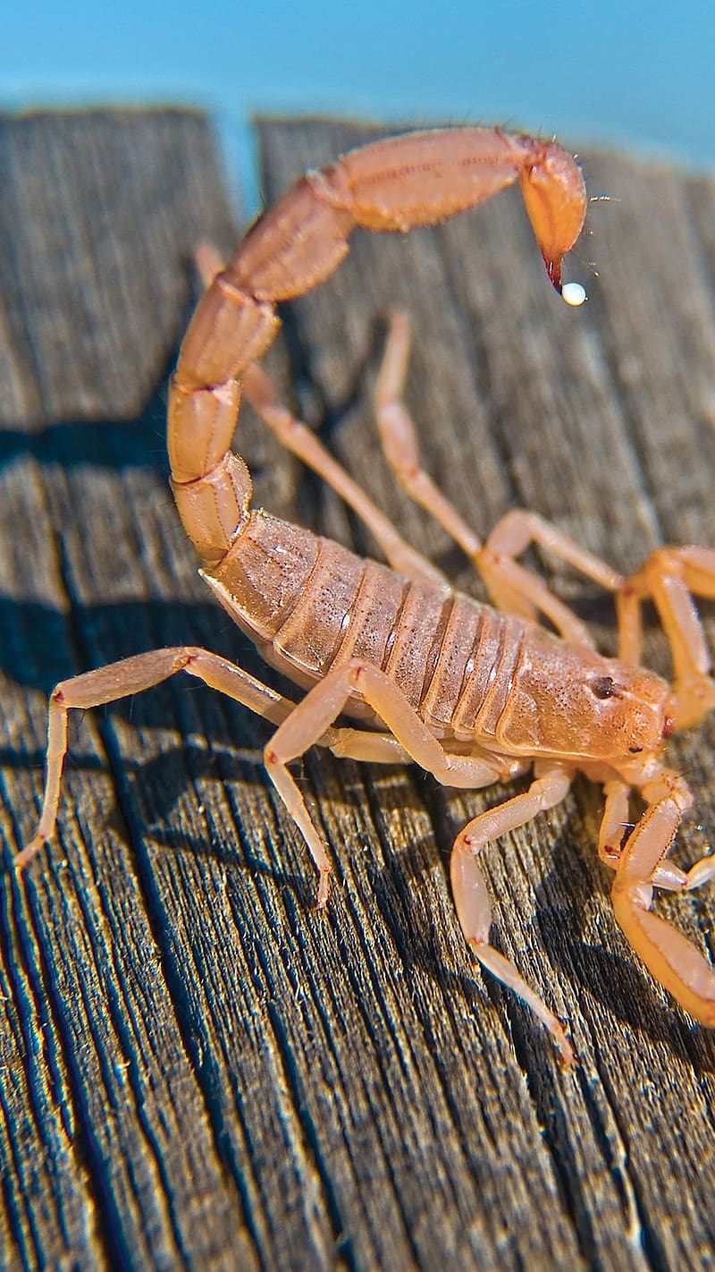 Scorpion, In Orange Colour, scorpion in orange colour, danger, poison,  insect, HD phone wallpaper | Peakpx