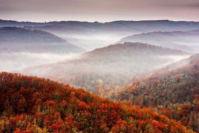 Autumn colours, hills, forest, foggy ambient, landscapes, HD wallpaper