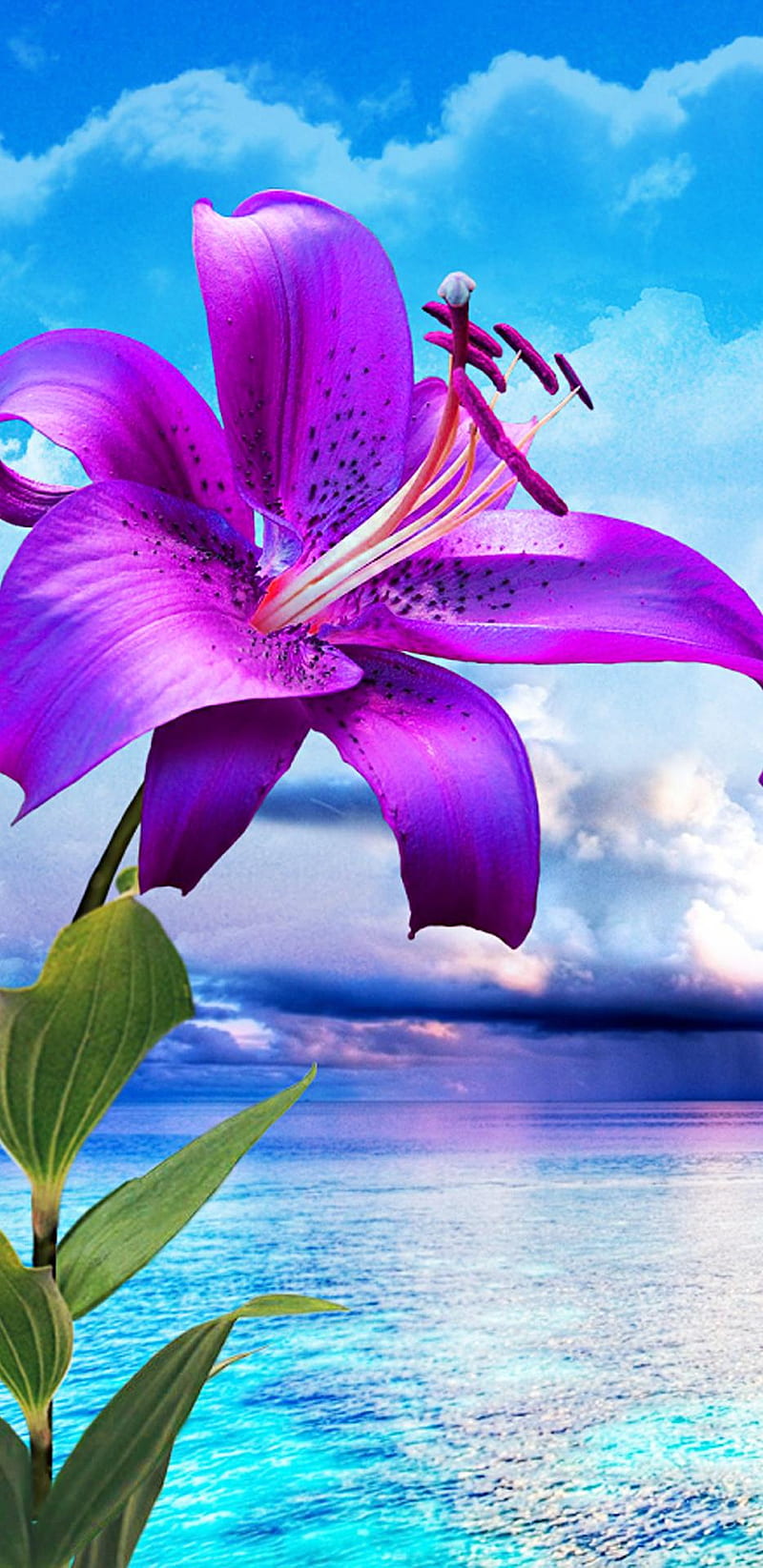 Purple lilies , violet, butterfly, HD phone wallpaper