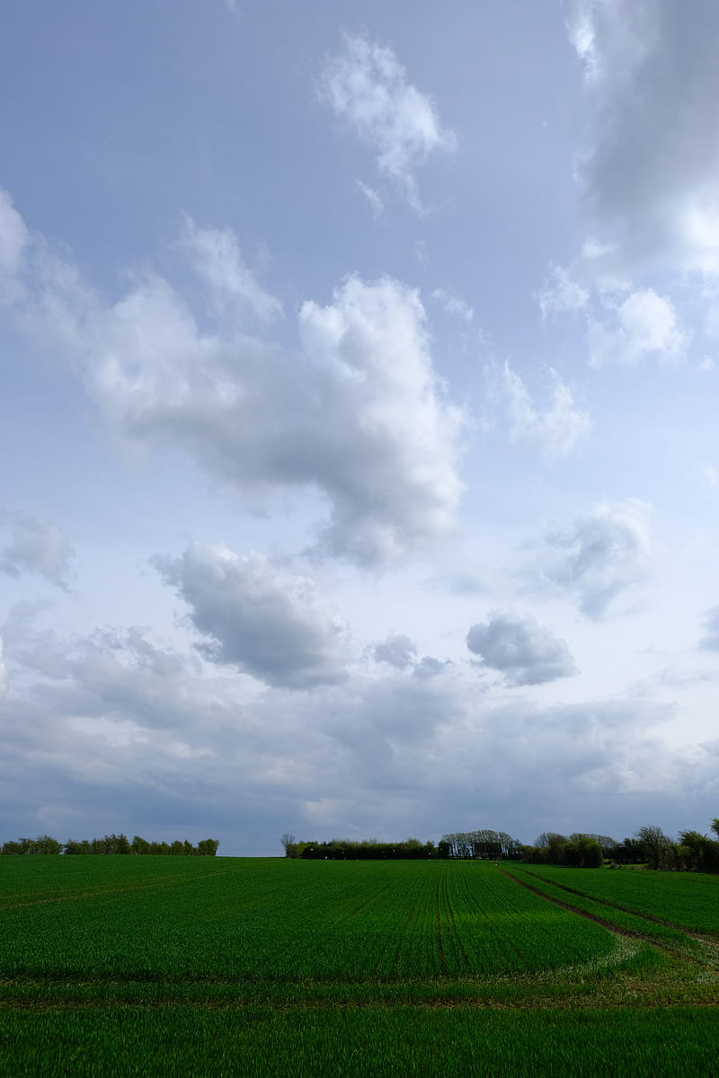 field, grass, horizon, clouds, HD phone wallpaper