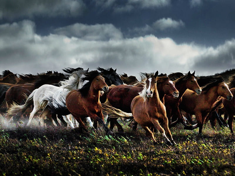Wild Spirits Gentle Hearts, clouds, horses, wild, field, HD wallpaper