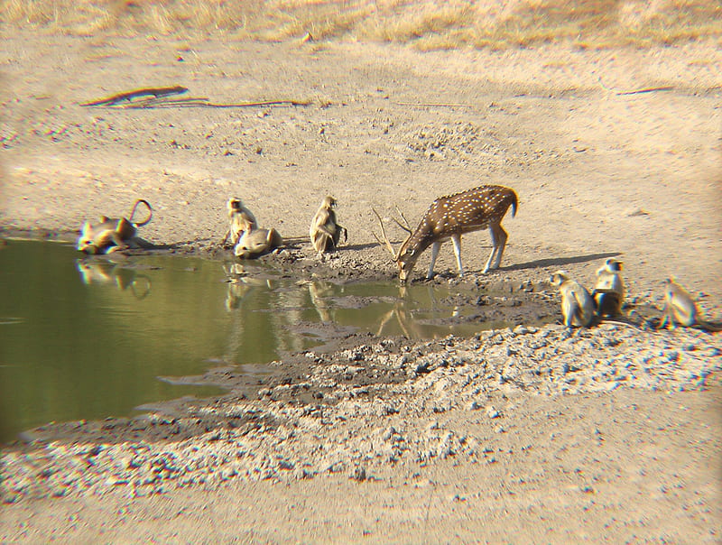 Spotted Deer and Langur at Waterhole, bandhavgarh, water, monkeys, sunshine, indai, water hole, HD wallpaper