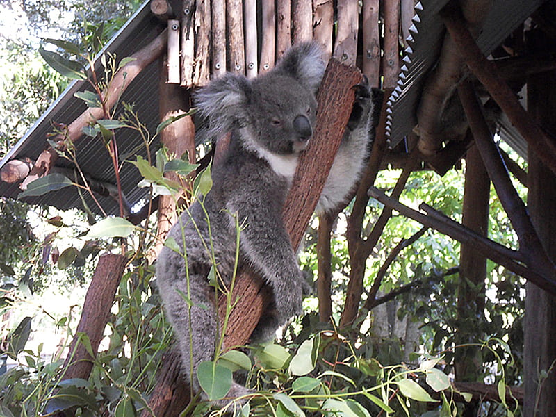Lone Pine Sanctuary Brisbane Australia, furry, tree, koala, eucalyptus, HD wallpaper