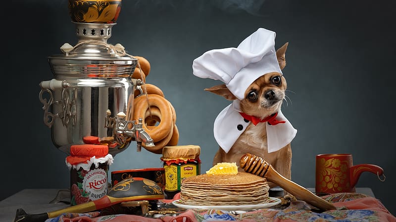 :), chihuahua, chef, svetlana pisareva, funny, food, cute, dog, puppy, HD wallpaper