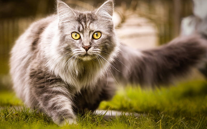 Maine Coon, lawn, fluffy cat, cute animals, gray Maine Coon, pets, cats, domestic cats, Maine Coon Cat, HD wallpaper