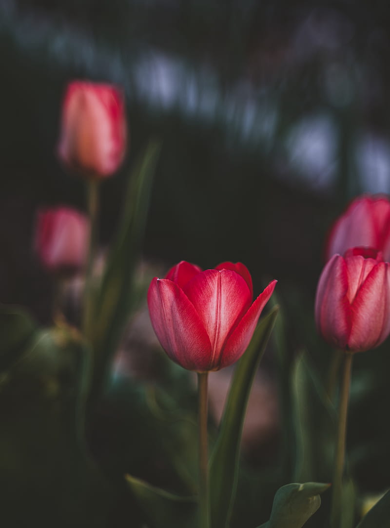 tulips, flowers, pink, bloom, plant, HD phone wallpaper