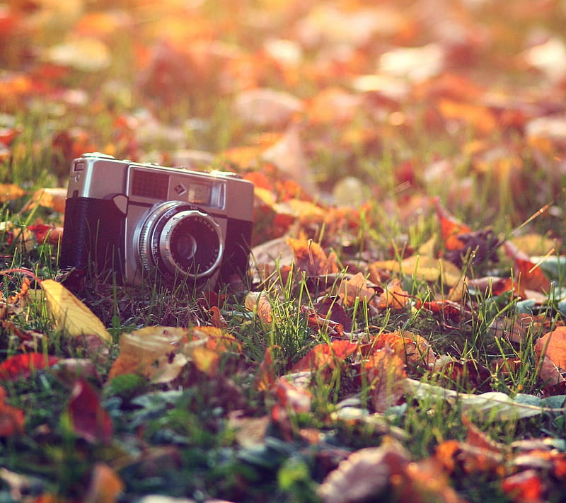 Camera, autumn, old vintage, HD wallpaper