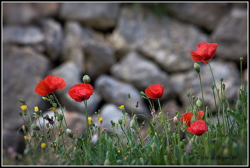poppies, red, green, grass, bonito, stone fence, HD wallpaper