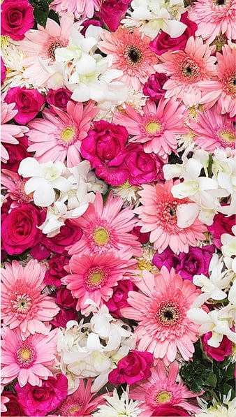 Pink flowers, cute, flower, flowers, pink, red, white, yellow, HD phone  wallpaper | Peakpx