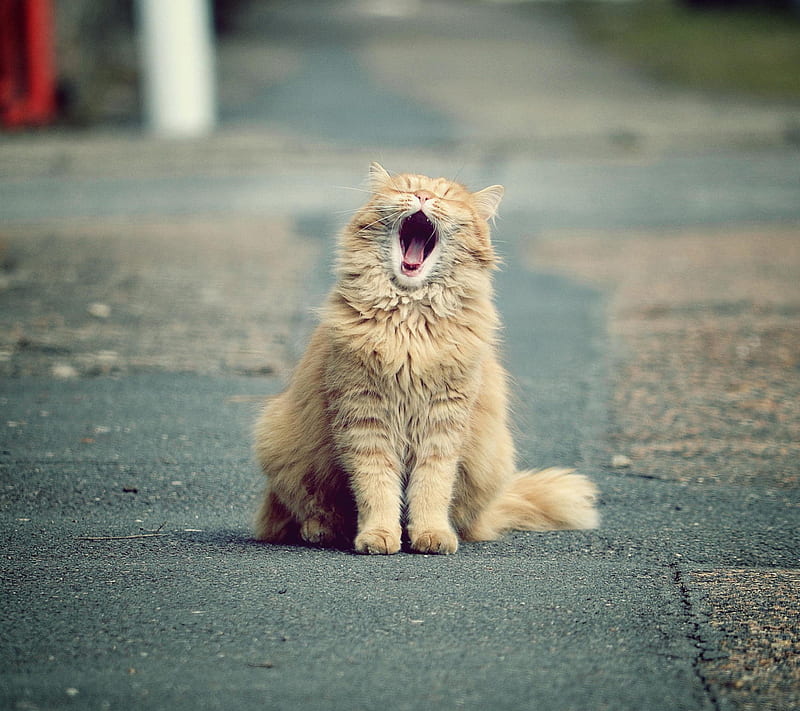Funny Cat yawning, HD wallpaper
