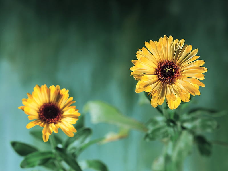 Wallpaper Calendula flowers close-up 3840x2160 UHD 4K Picture, Image