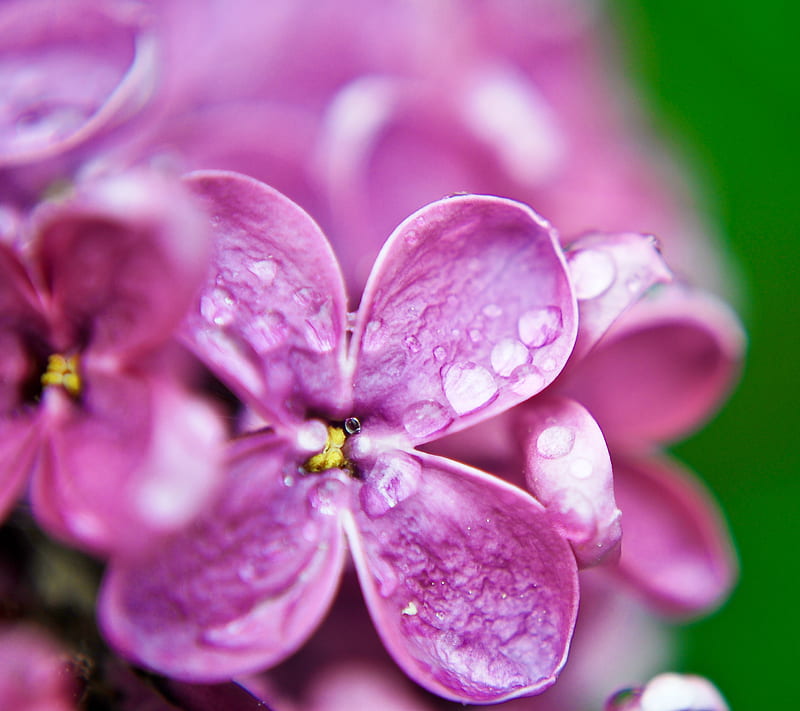 Flower , best, flower, green lily, nature, pink, purple, super, HD wallpaper