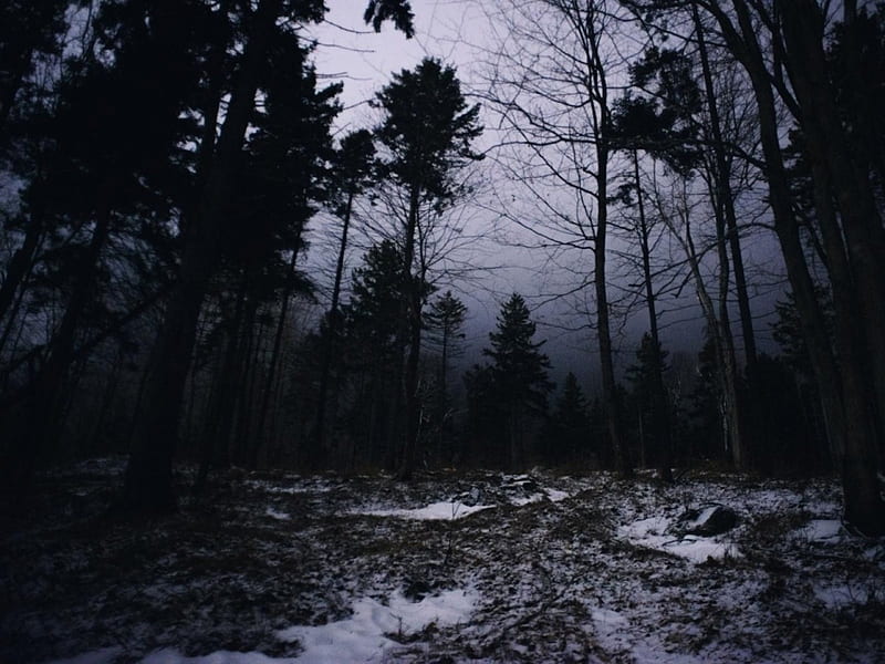 Last Night of Winter, forest, snow, dark, woods, nature, trees, HD wallpaper
