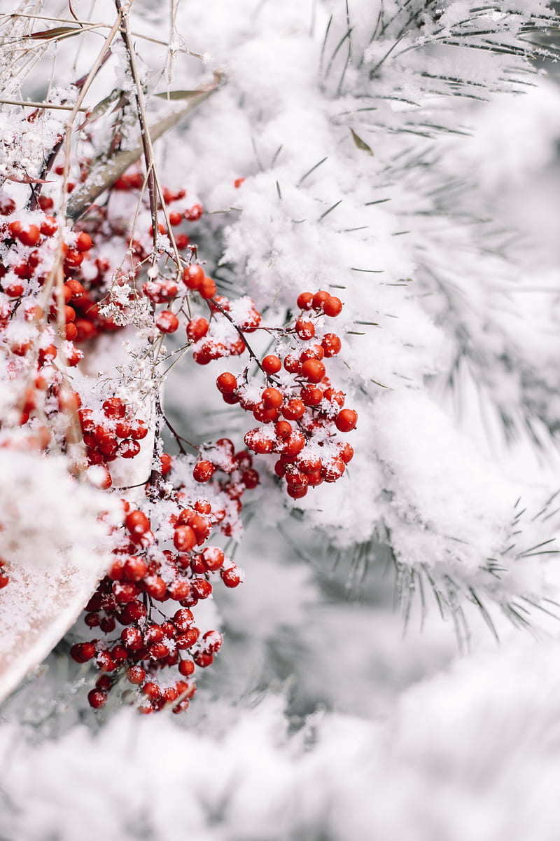 branch, berries, snow, red, plant, HD phone wallpaper