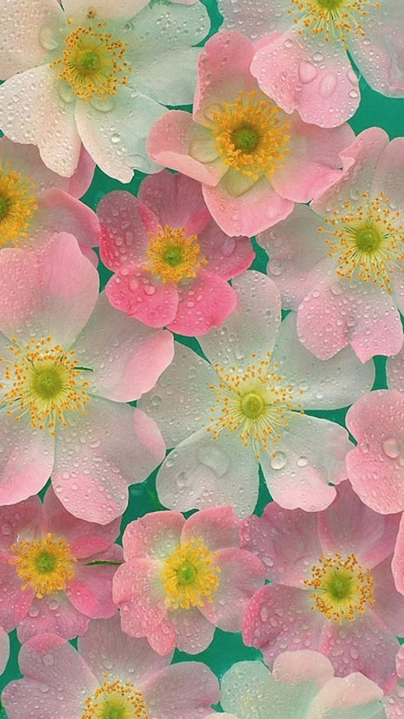 Flowers, cute, drops, pink, rain, HD phone wallpaper