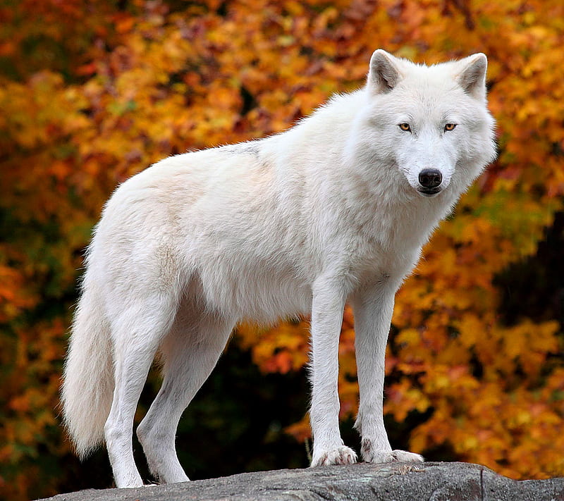White wolf, animal, autumn, nature, HD wallpaper