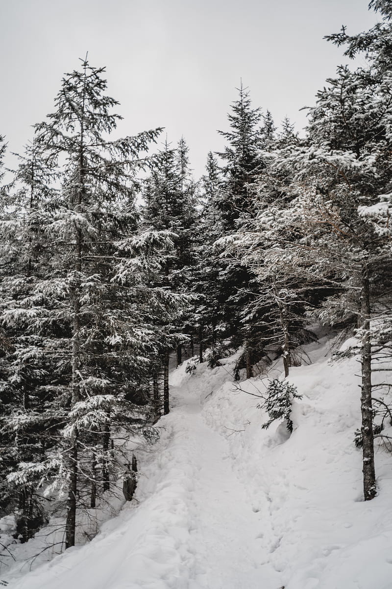 trees, pines, snow, slope, winter, HD phone wallpaper