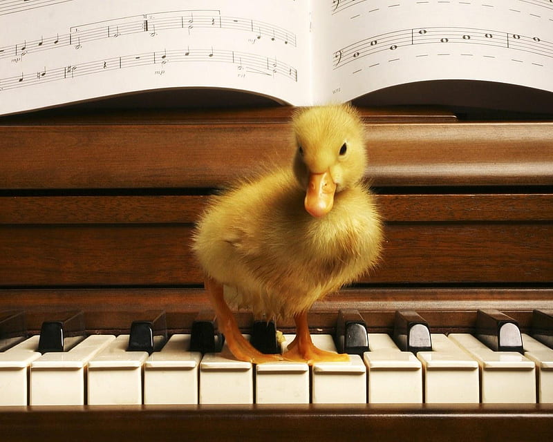 Little Yellow Duckling, duck, yellow duckling, piano, music paper, HD wallpaper
