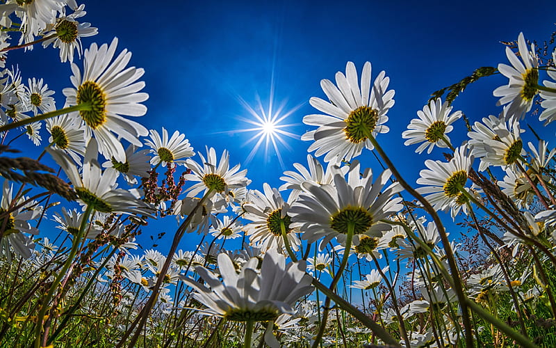 daisies bright sun, blue sky, white flowers, summer, beautiful flowers, HD wallpaper