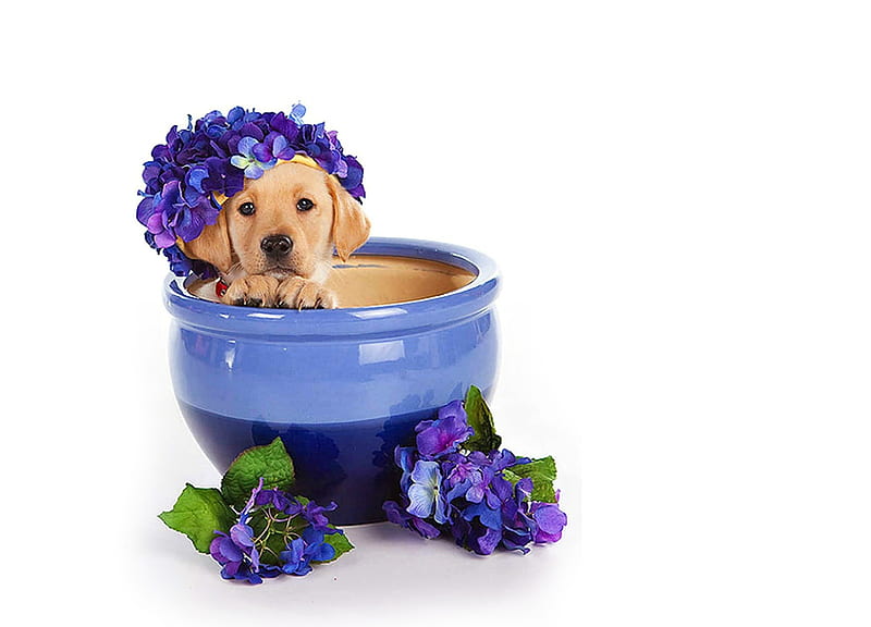 Puppy, hydrangea, caine, animal, sweet, cute, flower, white, bowl, dog, blue, HD wallpaper