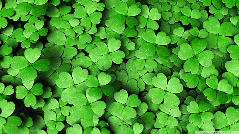 Top View Angle Of Four Leaf Clovers Four Leaf Clover, HD wallpaper