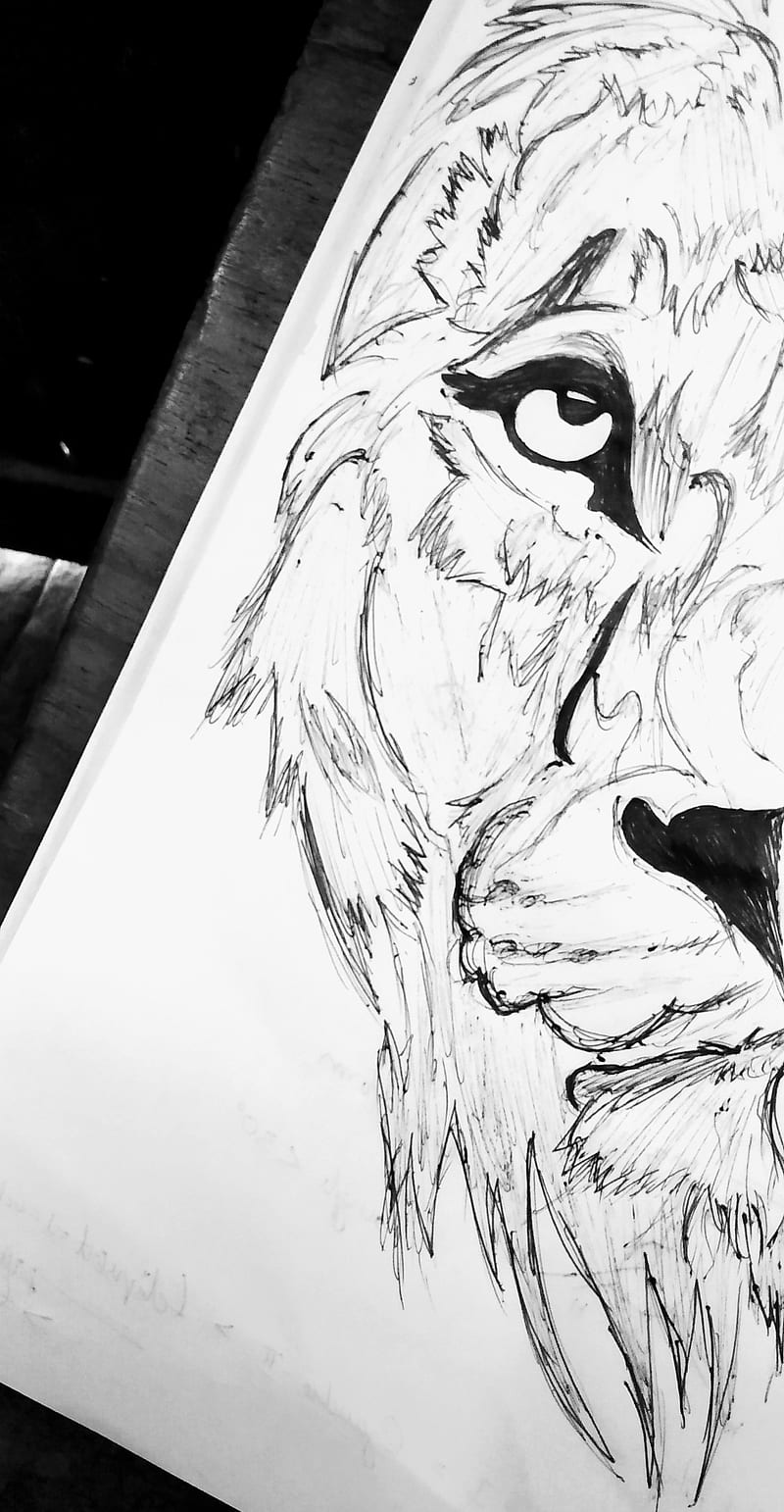 León, blanco y negro, dibujo de león, dibujo a lápiz, Fondo de pantalla de  teléfono HD | Peakpx