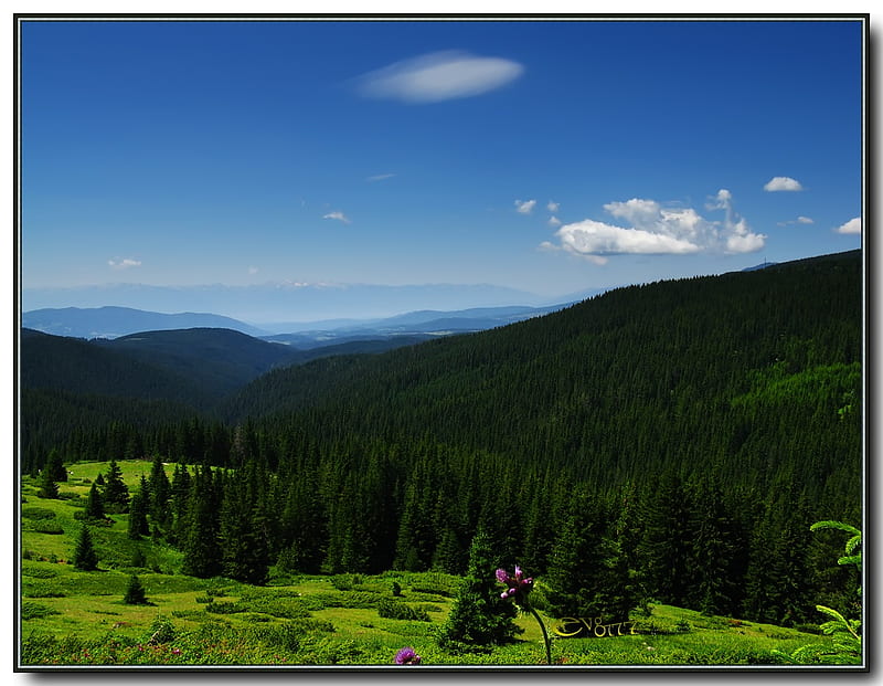 Pirin Mountain, forest, view, evergreen, trees, sky, mountain, graphy, green, nature, field, bulgaria, blue, HD wallpaper