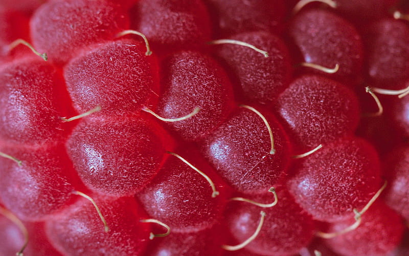Raspberry, skin, macro, fruit, red, texture, HD wallpaper