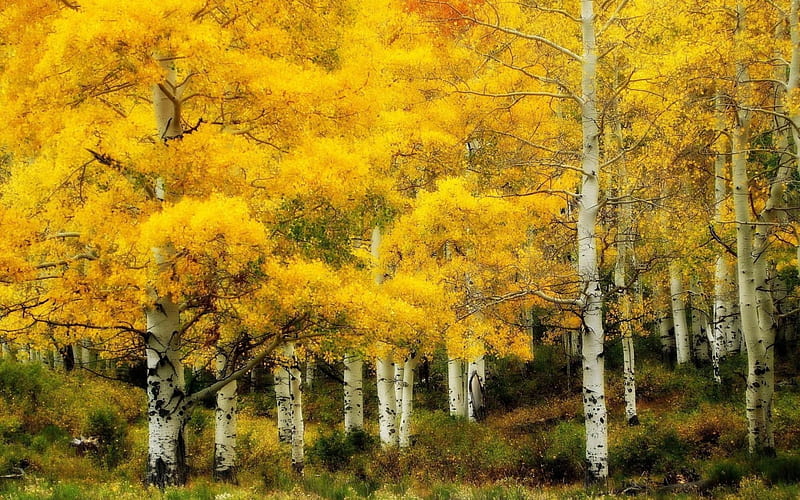 birch forest in yellow r, forest, autumn, leaves, yellow, r, white, HD wallpaper