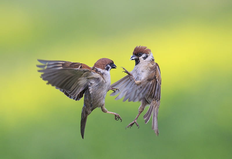 Little birds, Sparrows, Fighting, Flying, Nature, HD wallpaper