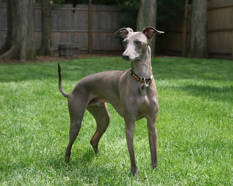 Italian Greyhound, cute, italian, skinny, small, fast, greyhounds, italy, HD wallpaper
