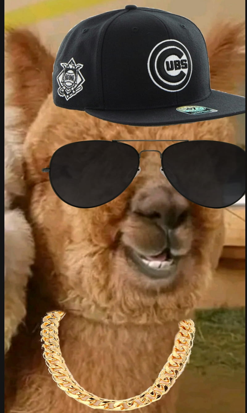 Alpaca Jhonny , alpaca, alpaca jhonny, meme, HD phone wallpaper