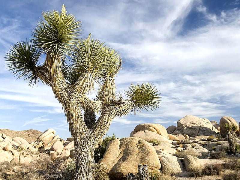A Huge Cactus in Desert , nature, joshua trees, cactus, deserts, HD wallpaper