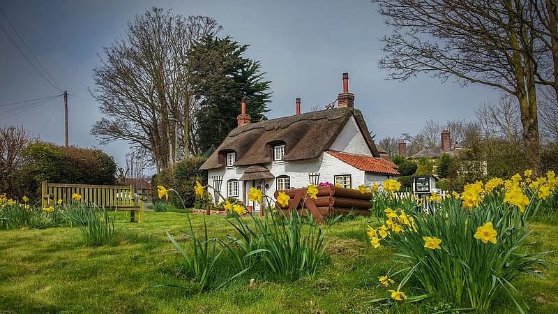 House in Appleby, Cumbria, England, trees, garden, flowers, landscape, daffodils, spring, HD wallpaper