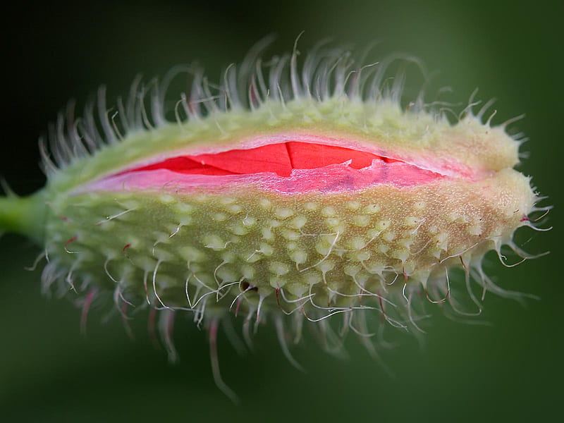 Poppy bud opening, flower, opening, bud, red poppy, HD wallpaper