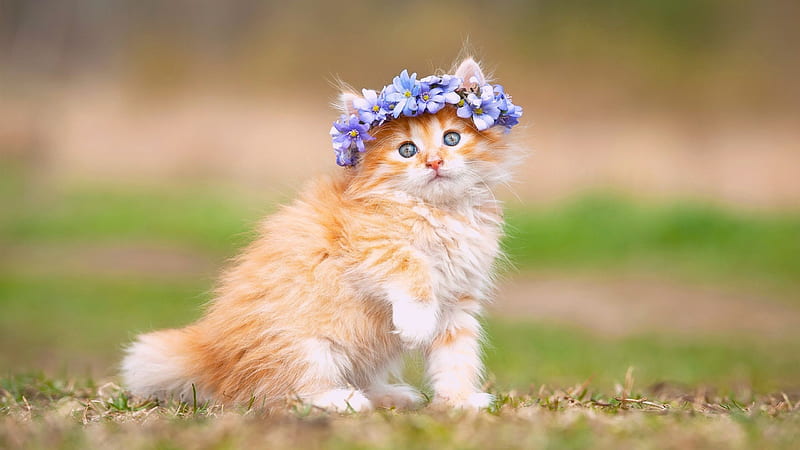 Brown White Kitten With Blue Eyes Is Raising One Hand Up Having Wreath On Hand In Blur Green Background Cute Cat, HD wallpaper