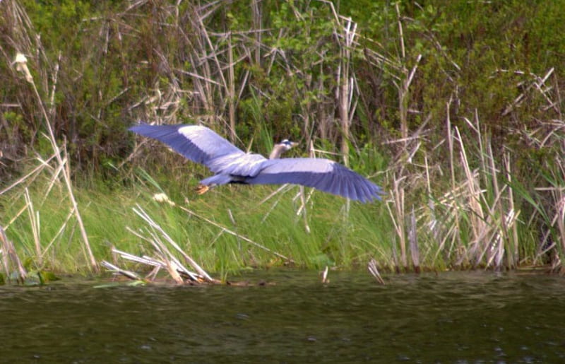 Blue heron, green, grass, away, flying, HD wallpaper