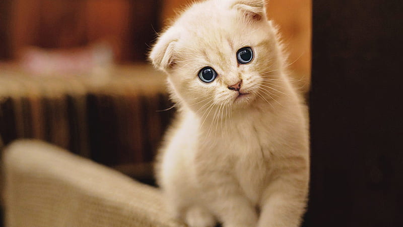 White Cat Is On Edge Of Couch Kitten, HD wallpaper